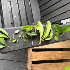 Plant Hoya Cuttings Varieties Mix Bundle Assorted Green Leaves 10+ Different Var